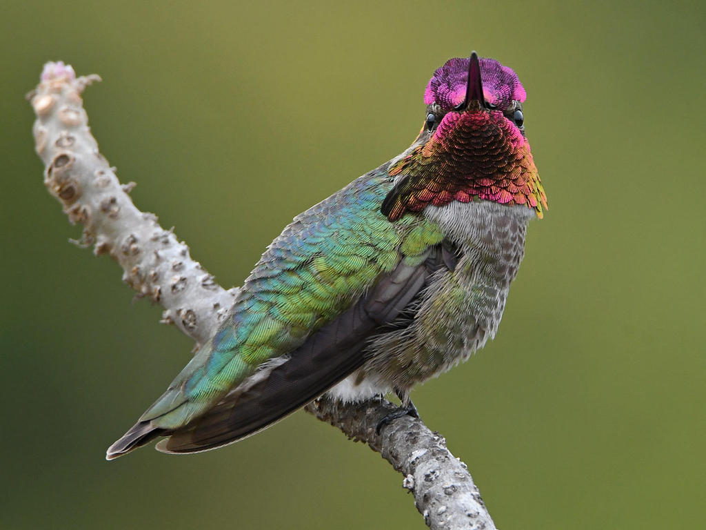 Hummer45.jpg