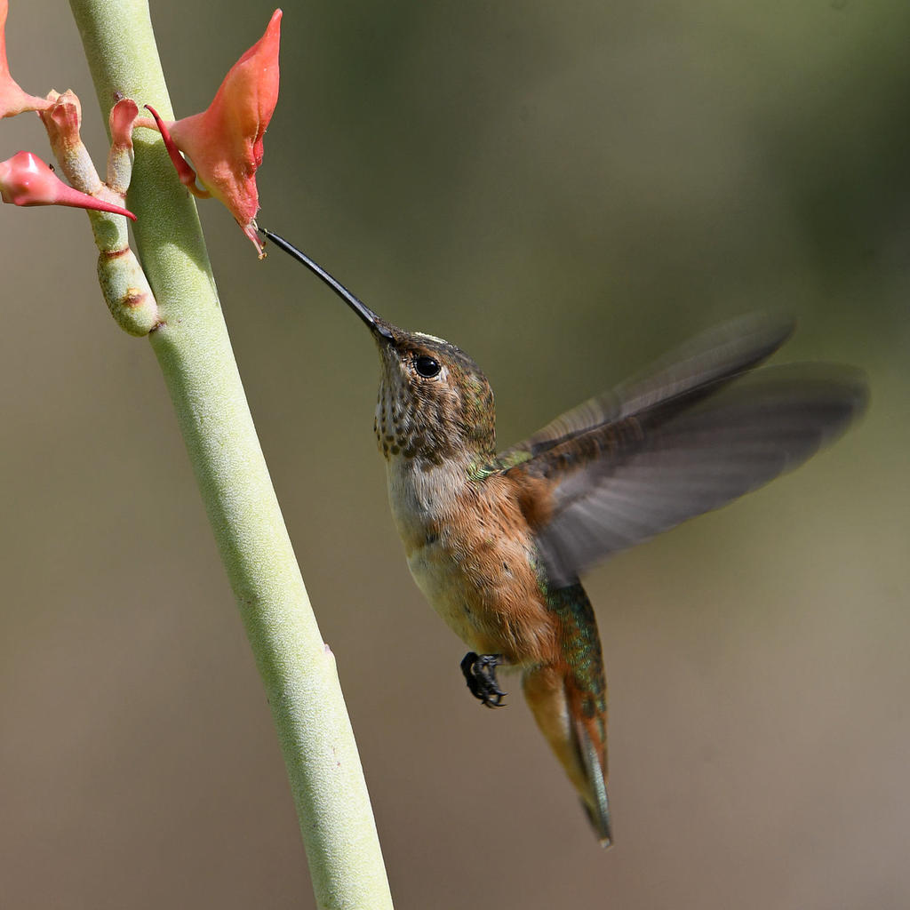 Hummer45.jpg