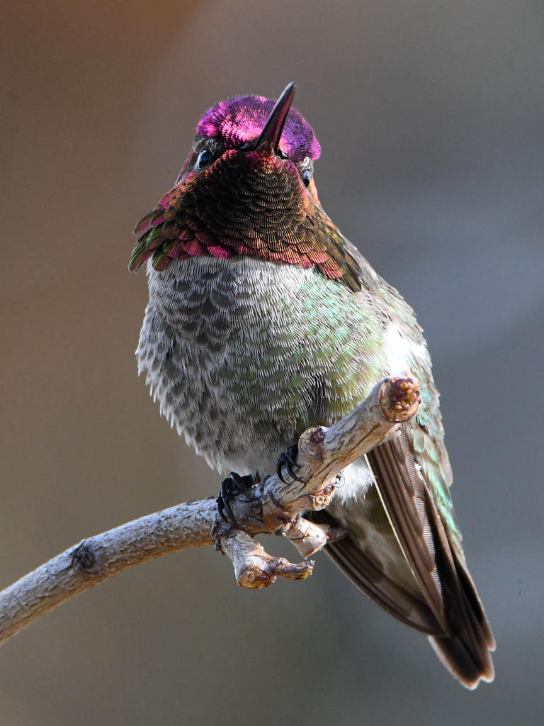 Hummer45.jpg