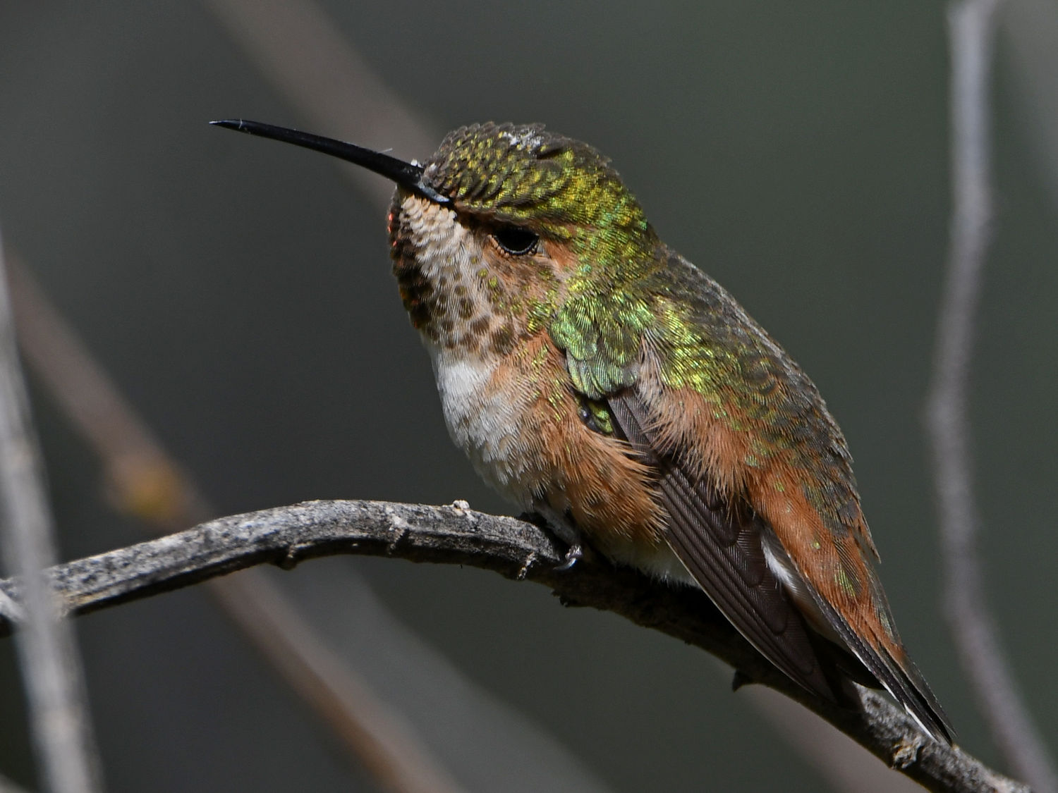 Hummer45.jpg