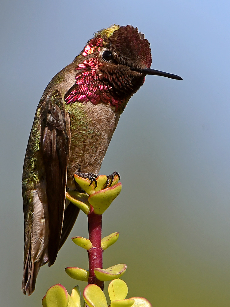 Hummer46.jpg