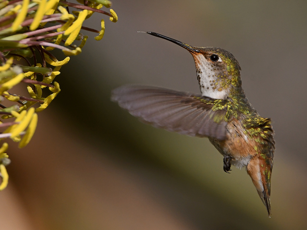 Hummer46.jpg