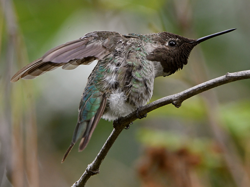 Hummer46.jpg