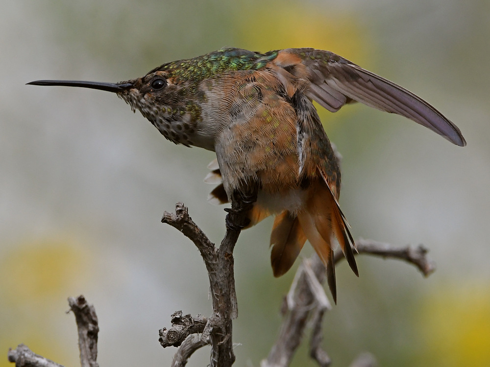 Hummer46.jpg