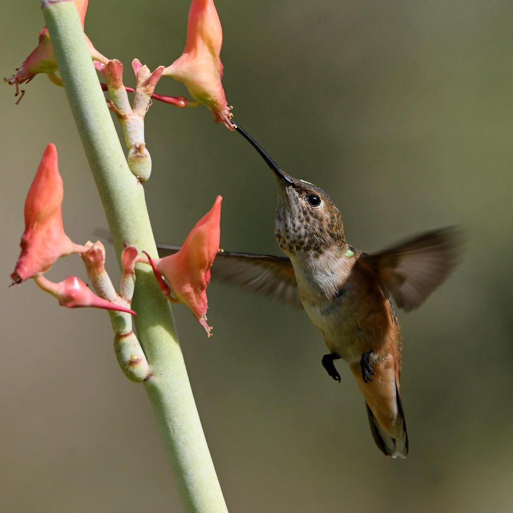 Hummer46.jpg