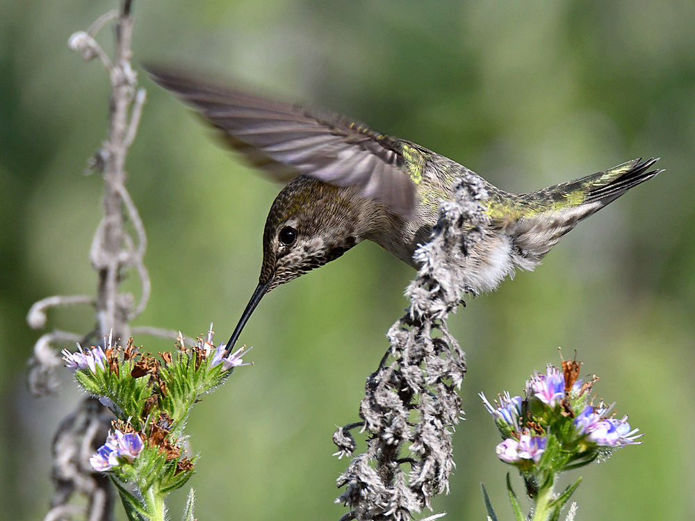 Hummer47.jpg