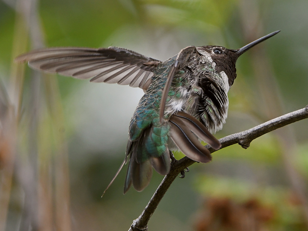 Hummer47.jpg