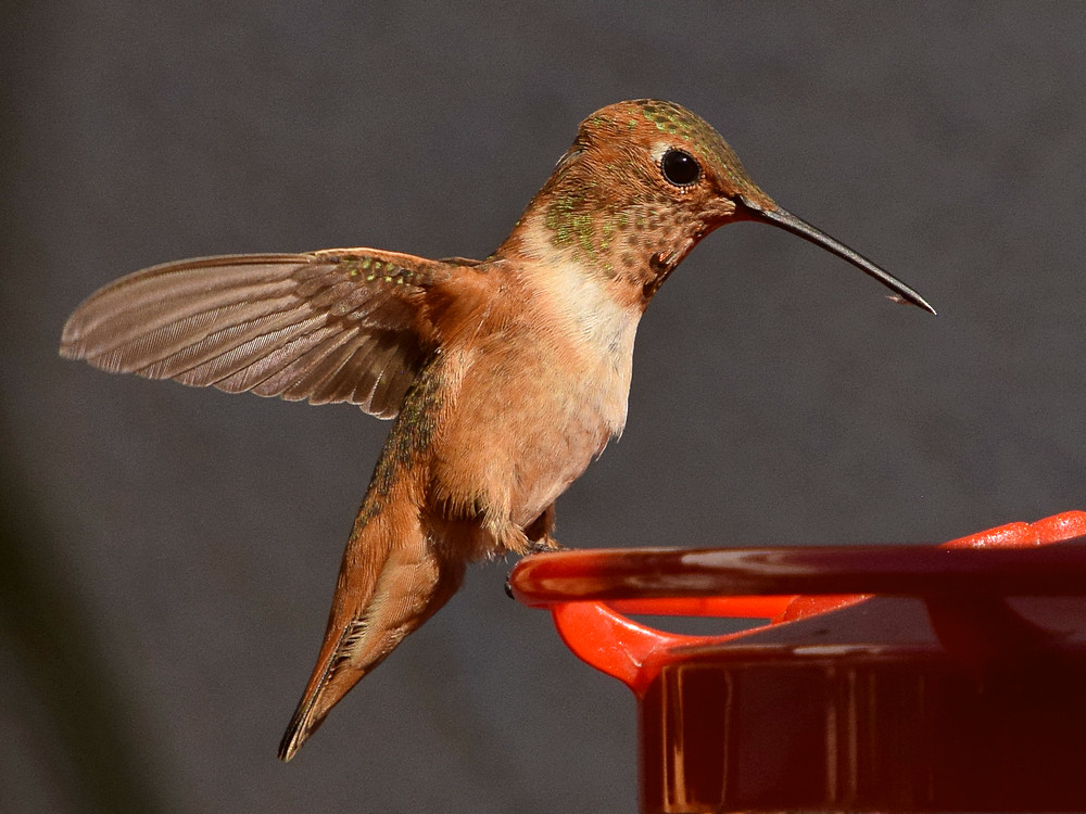 Hummer47.jpg