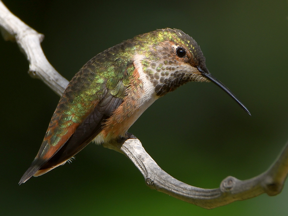 Hummer47.jpg