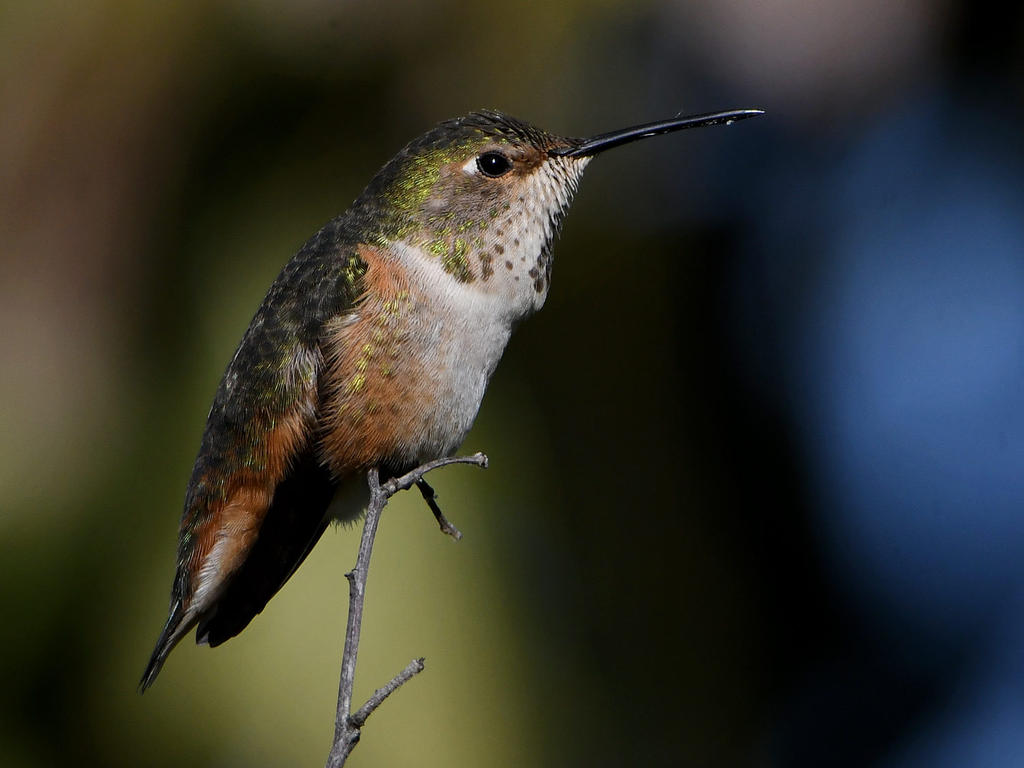 Hummer47.jpg