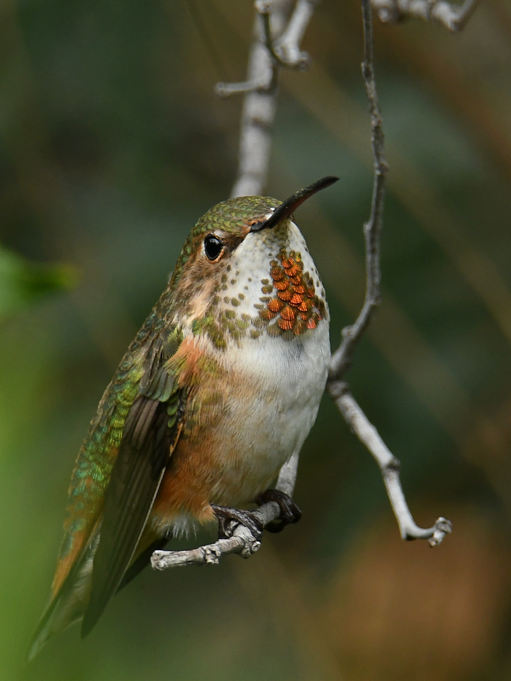 Hummer47.jpg