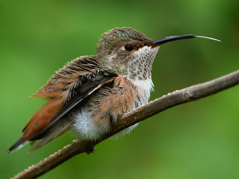 Hummer48.jpg