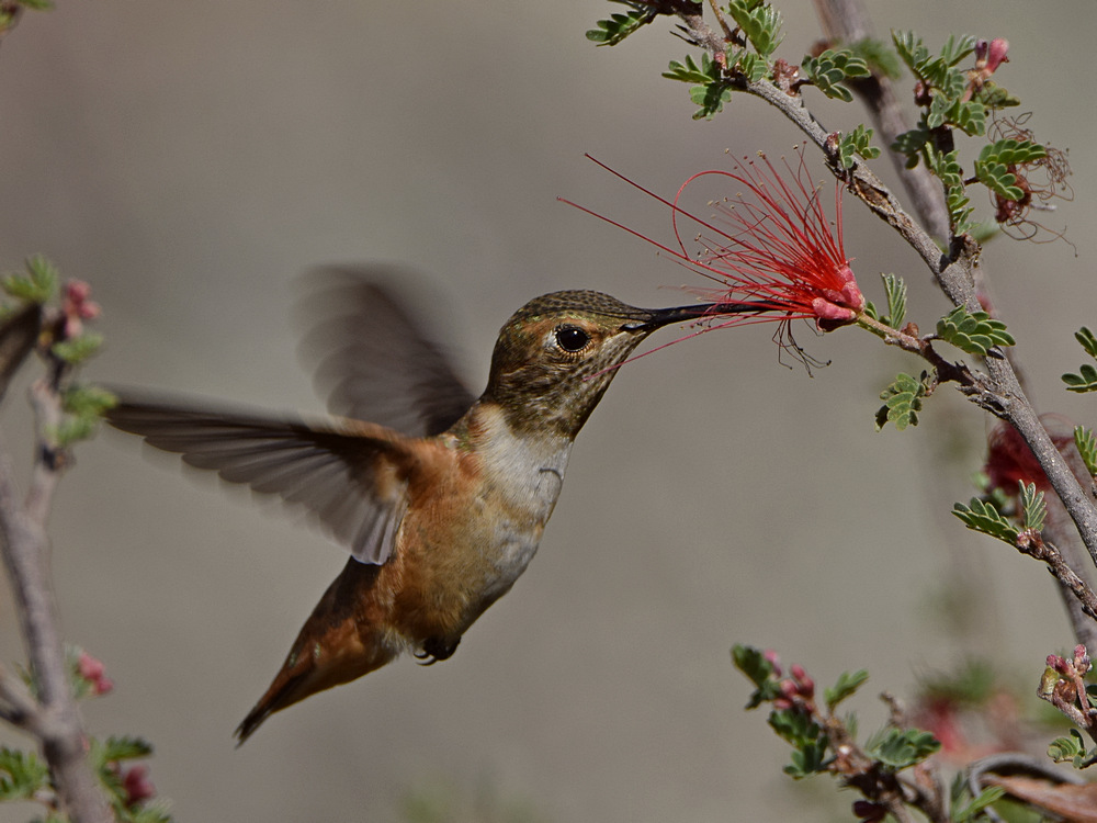 Hummer48.jpg