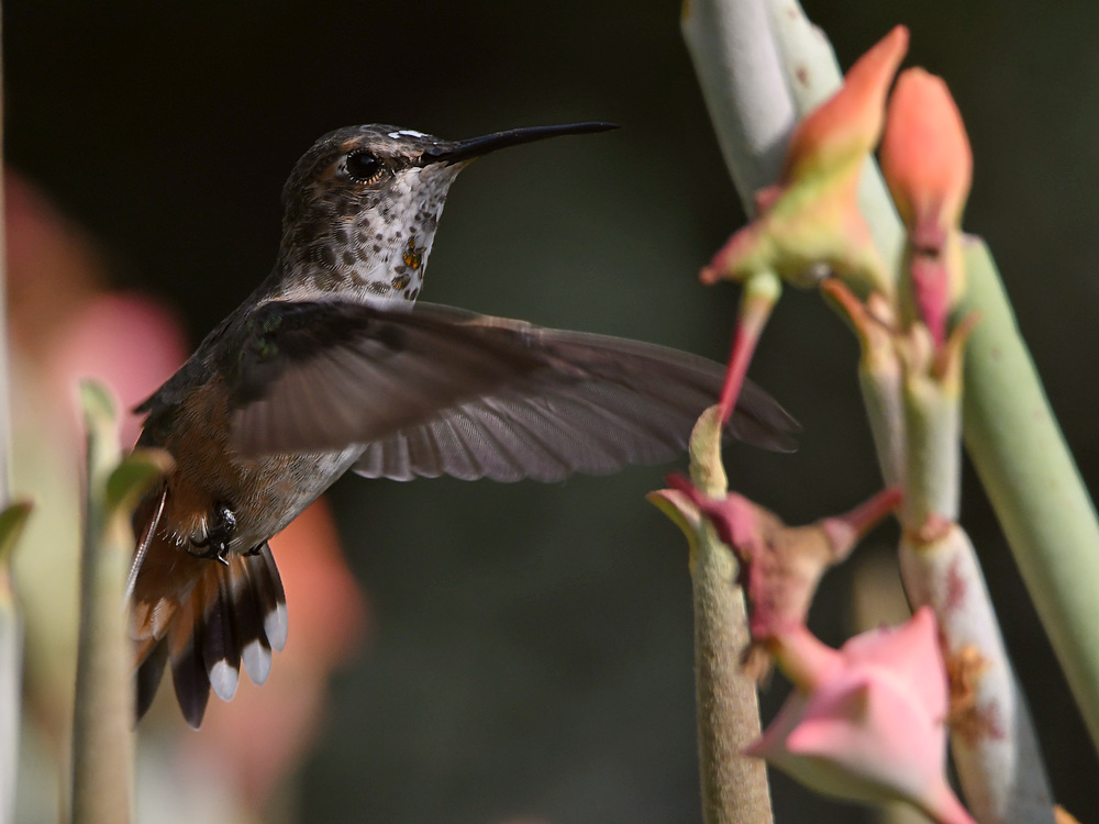 Hummer48.jpg