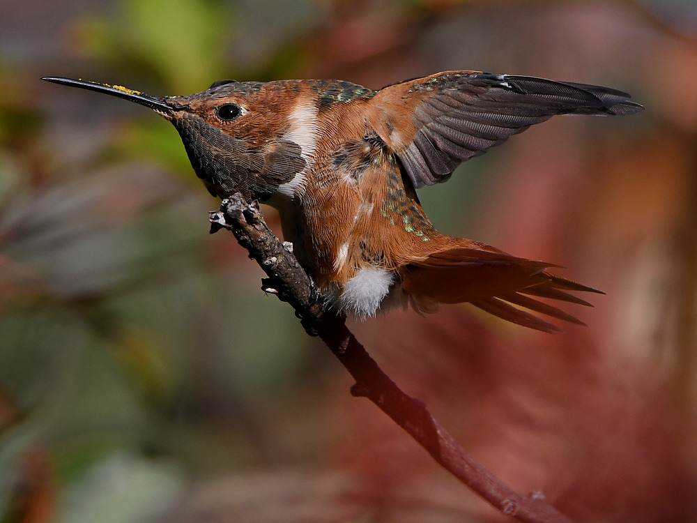 Hummer48.jpg