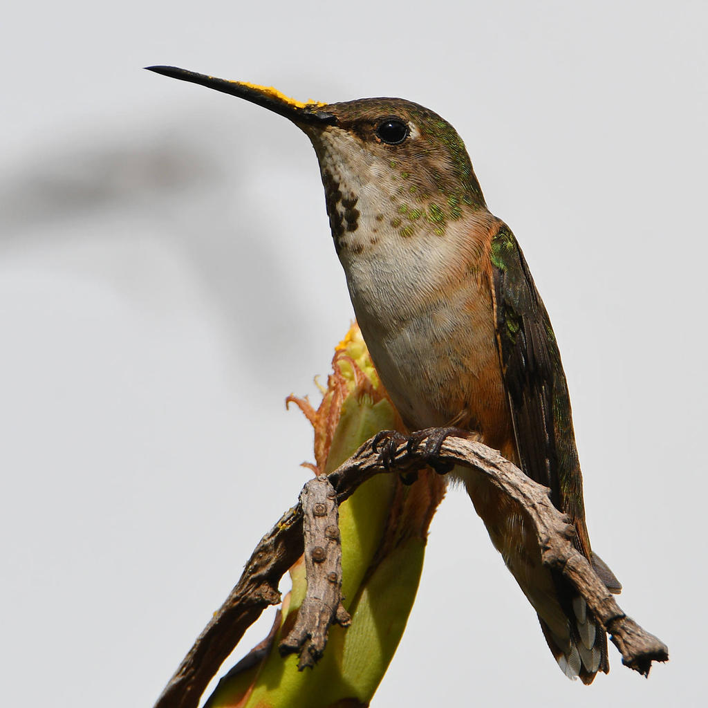Hummer48.jpg