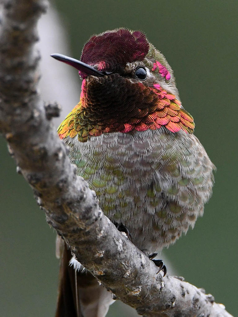 Hummer48.jpg