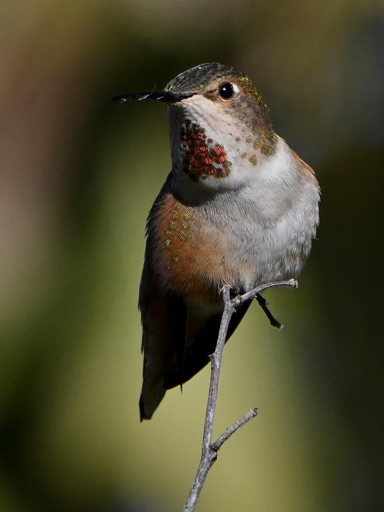 Hummer48.jpg