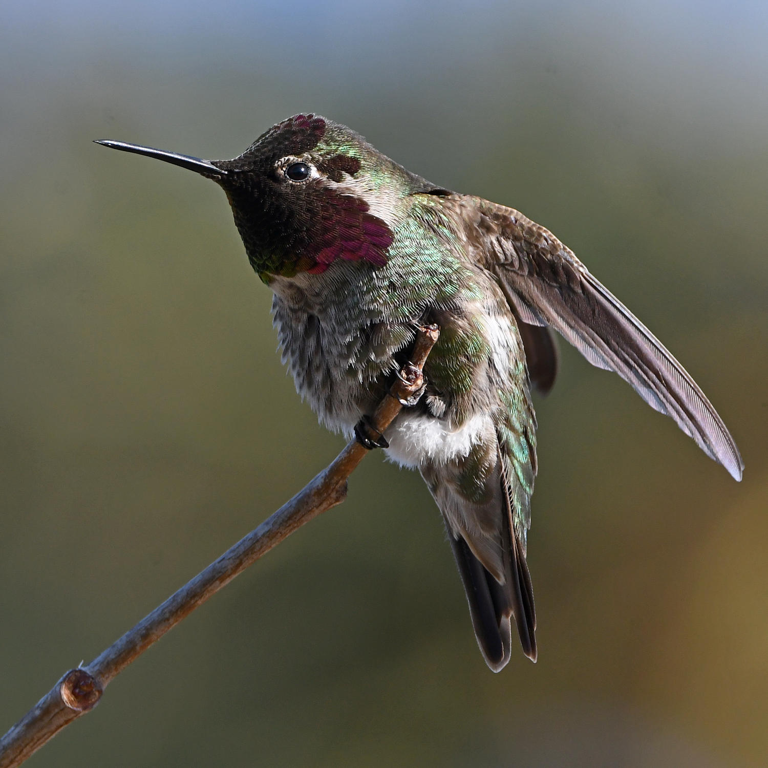 Hummer48.jpg