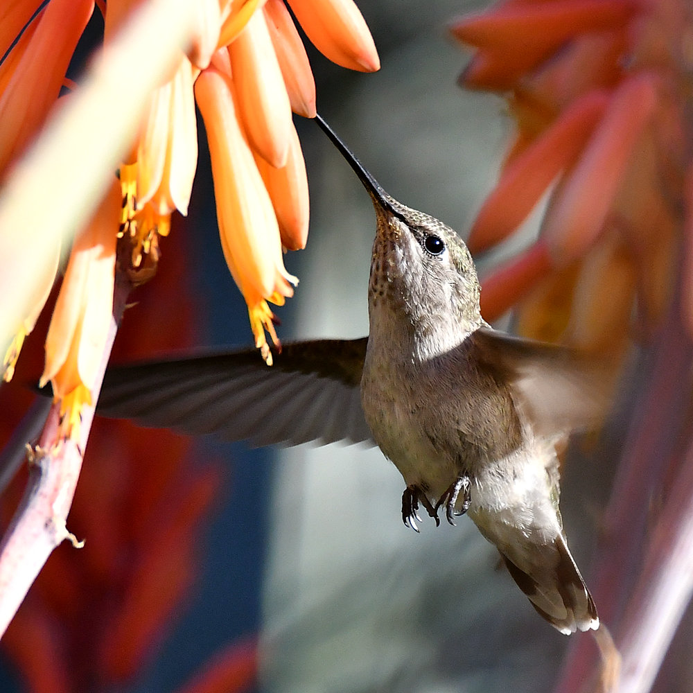Hummer49.jpg