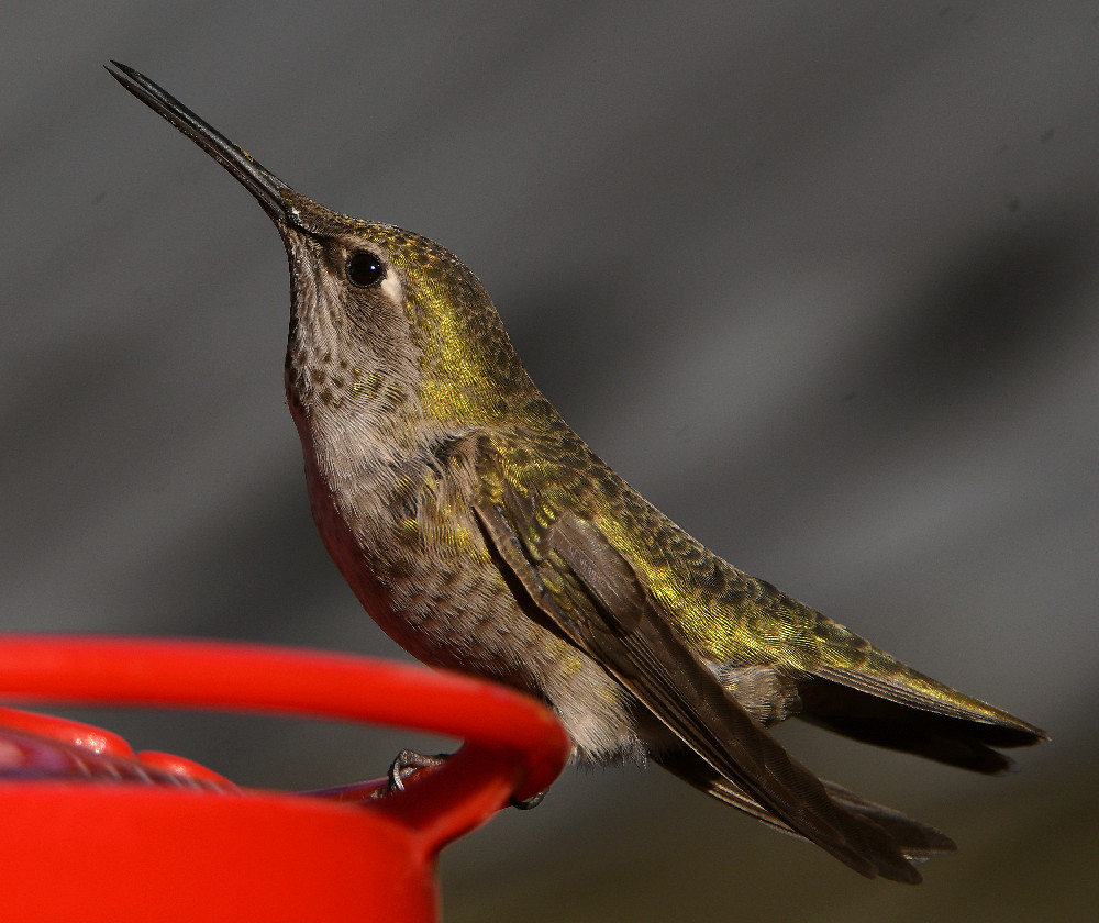 Hummer49.jpg