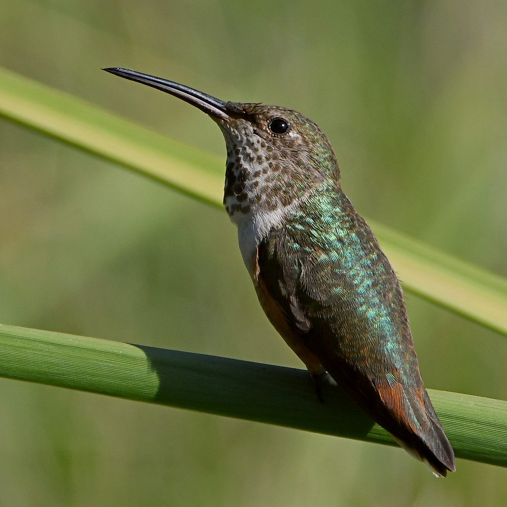 Hummer49.jpg