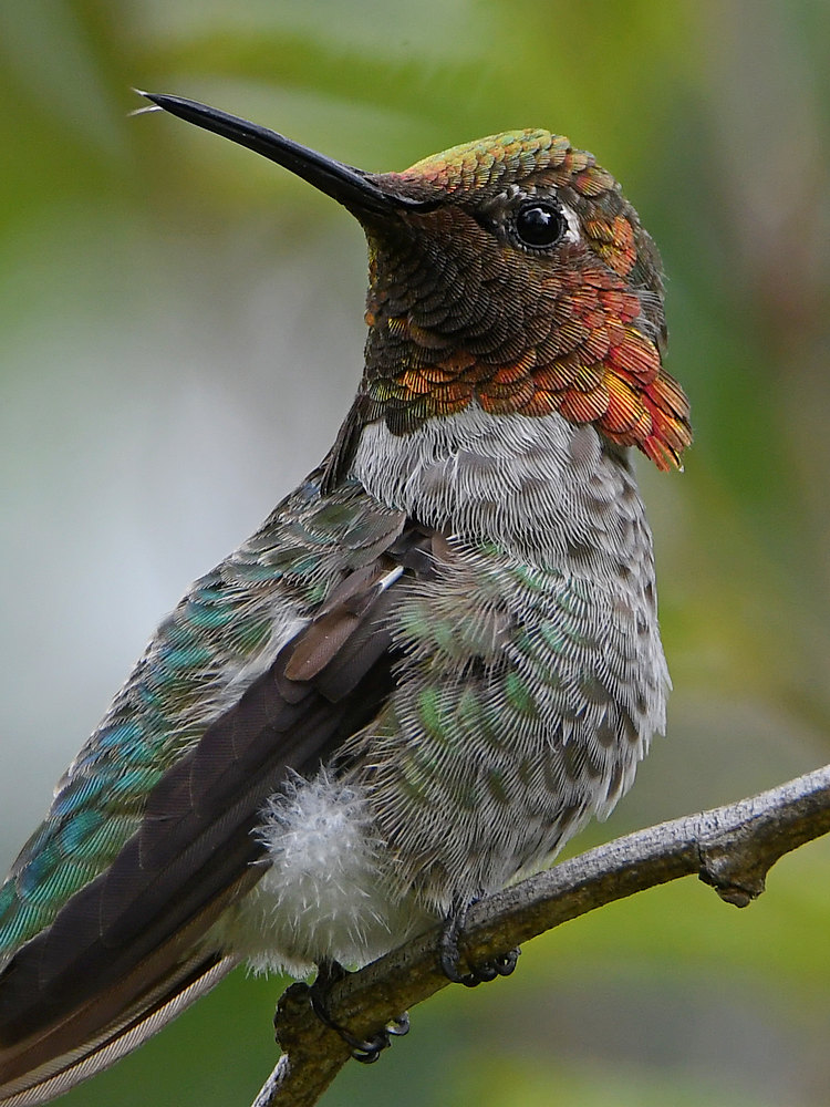 Hummer49.jpg