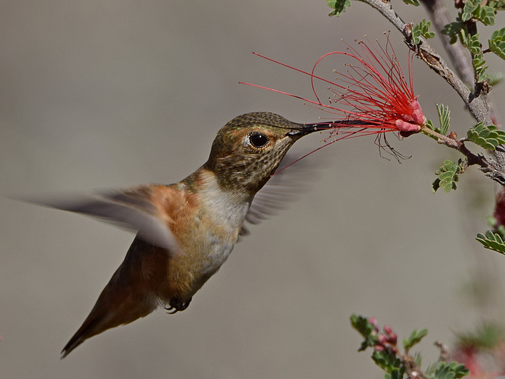 Hummer49.jpg