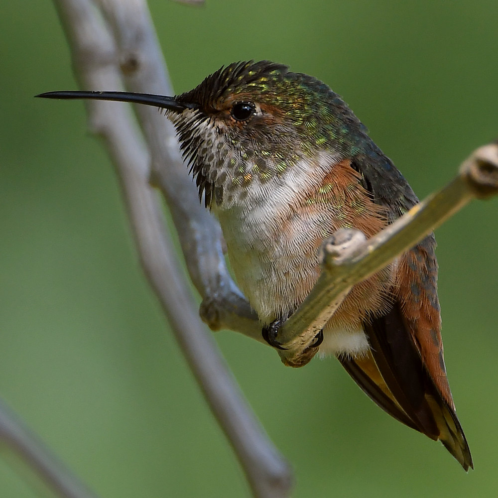 Hummer49.jpg