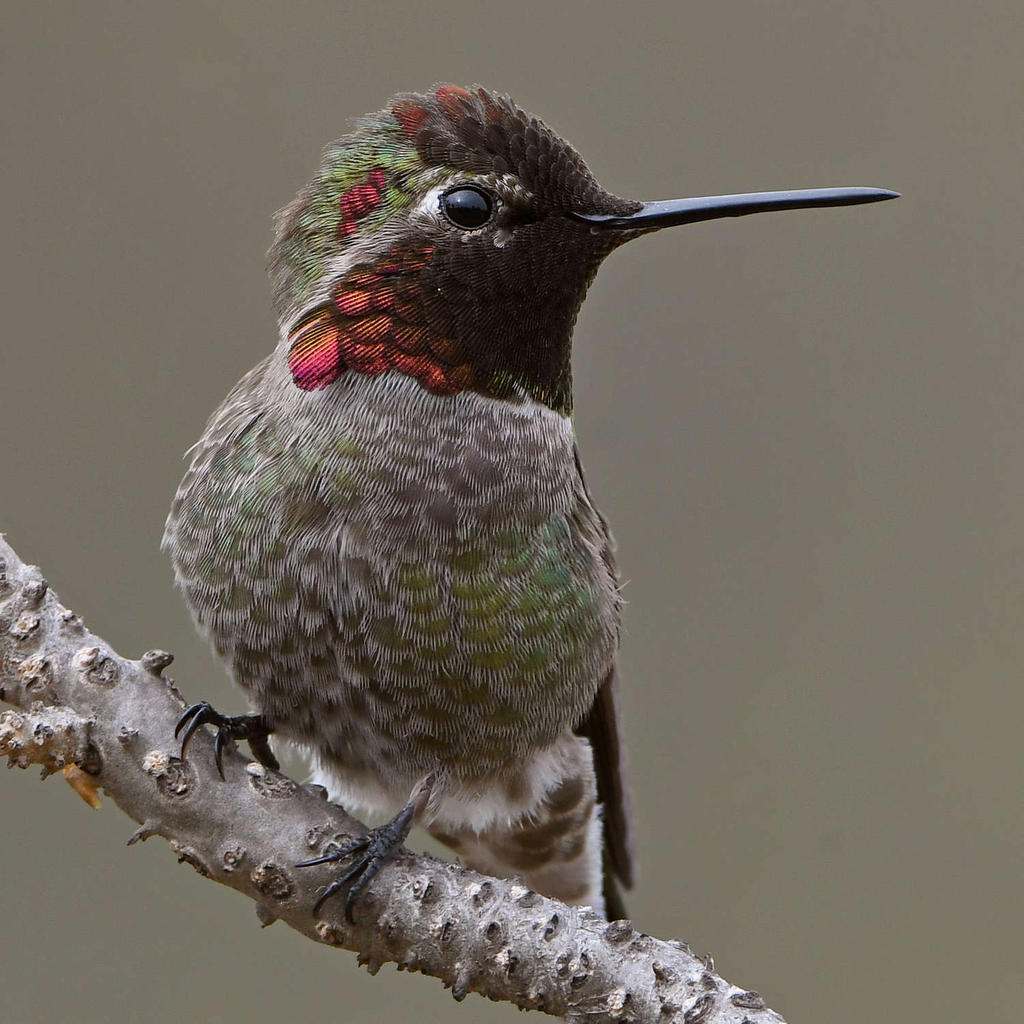 Hummer49.jpg
