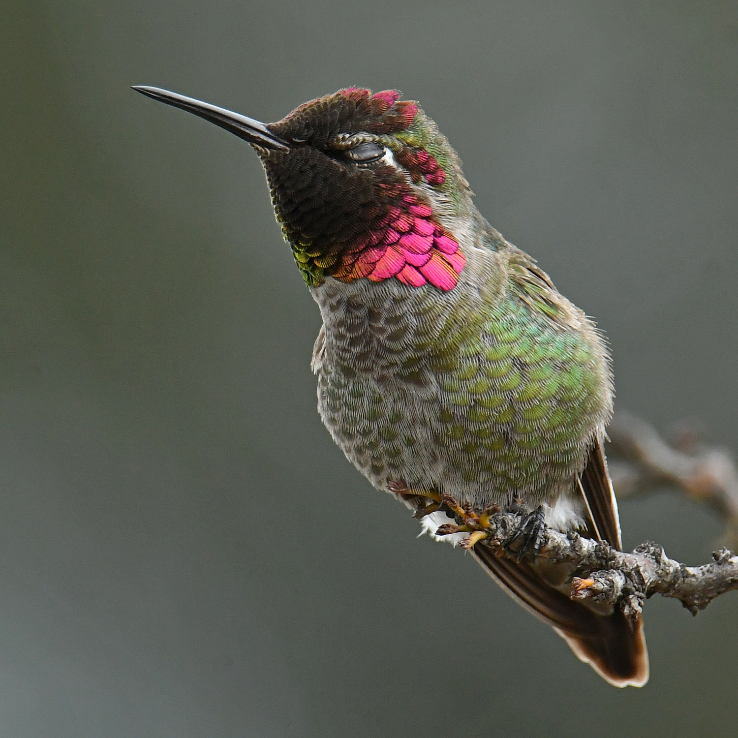 Hummer49.jpg