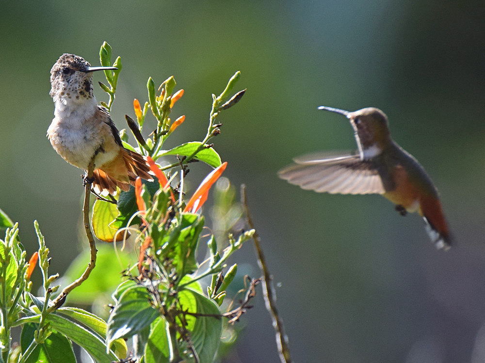 Hummer4_2015-05-10.jpg