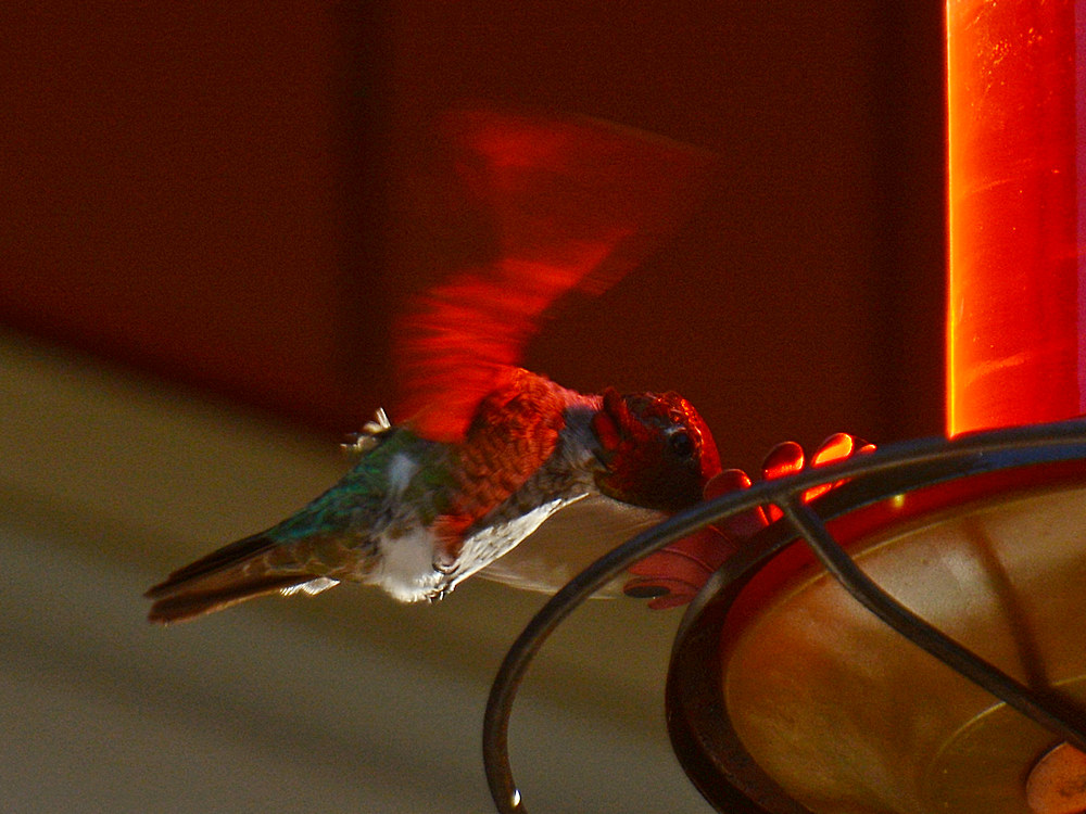 Hummer5.jpg
