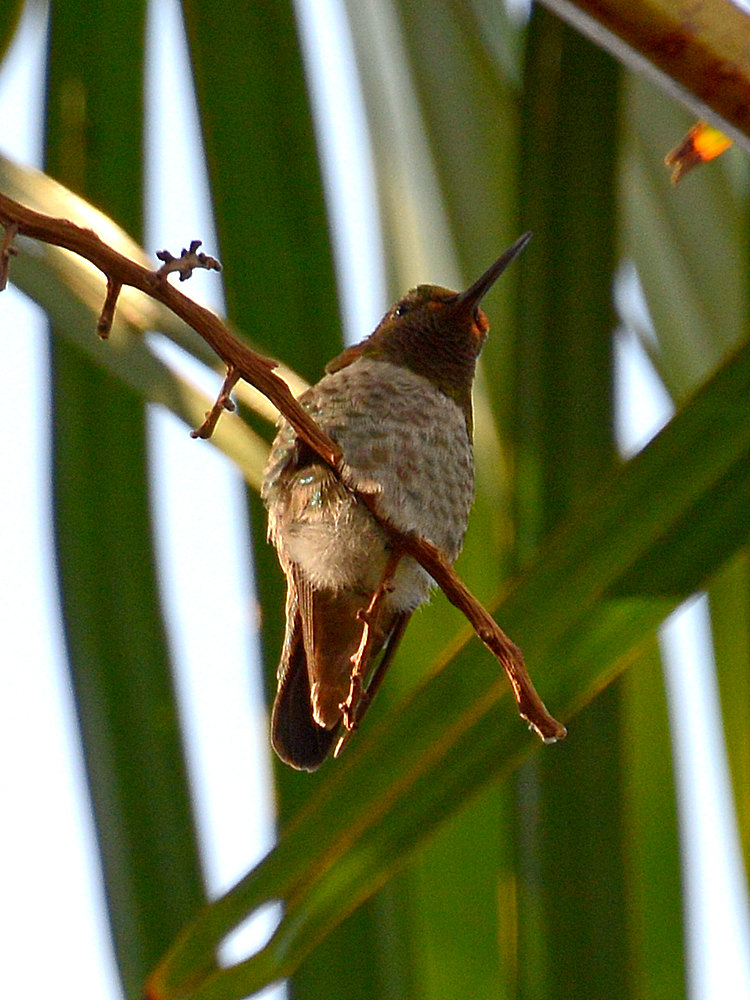 Hummer5.jpg