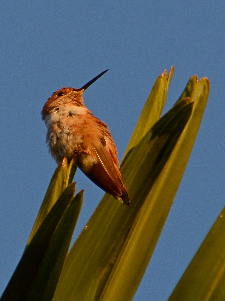 Hummer5.jpg