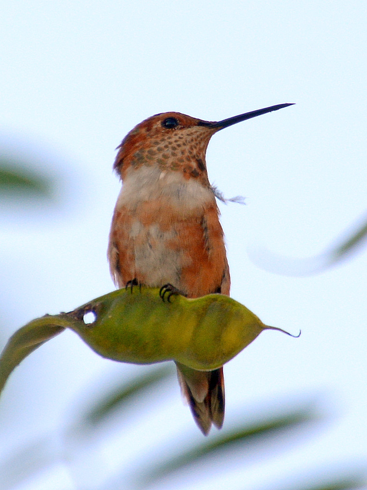 Hummer5.jpg