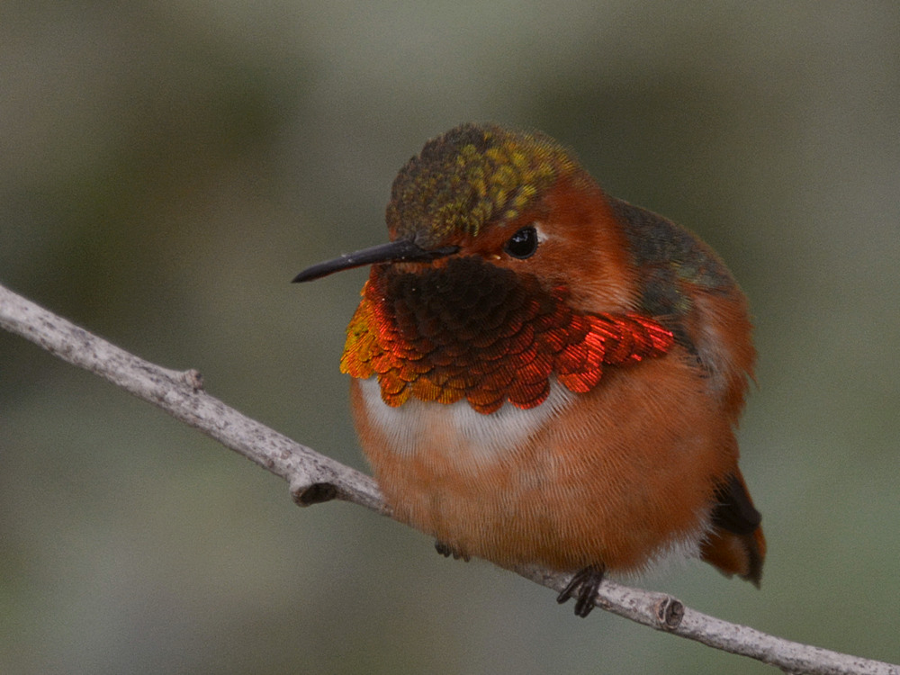 Hummer5.jpg