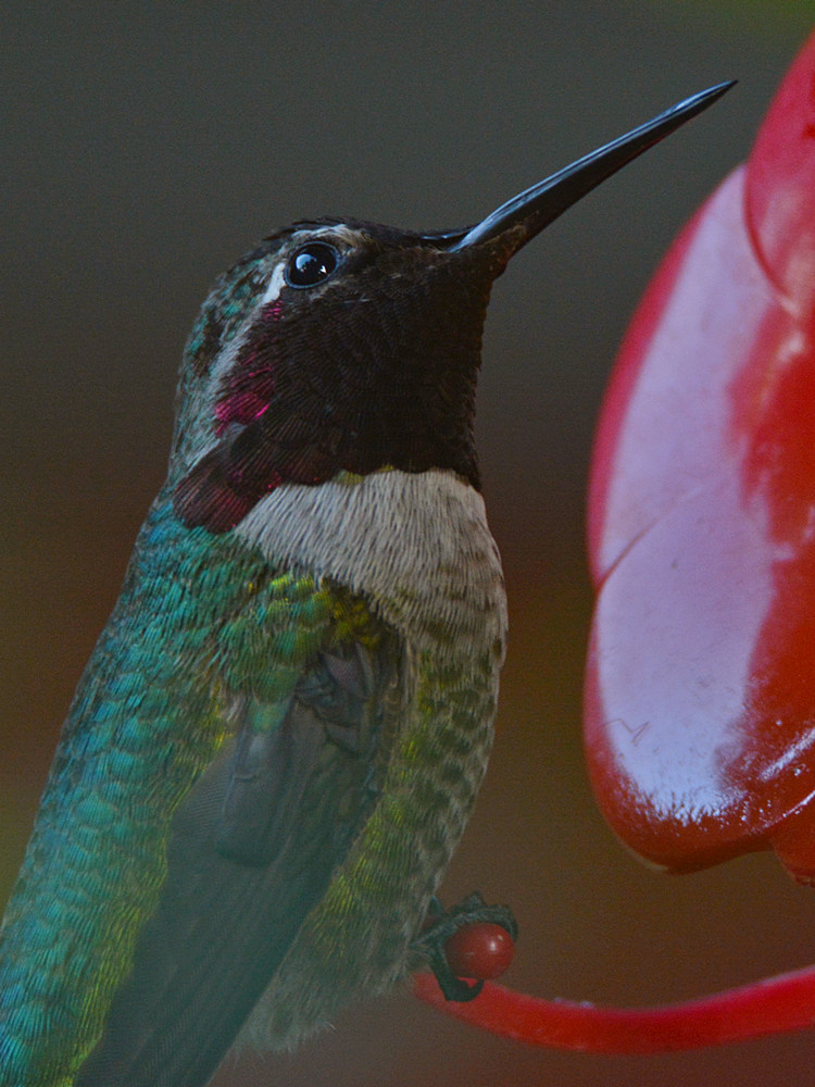 Hummer5.jpg
