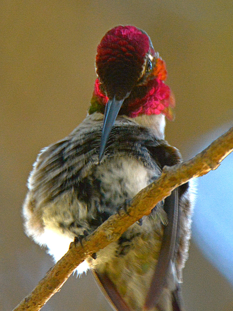 Hummer5.jpg