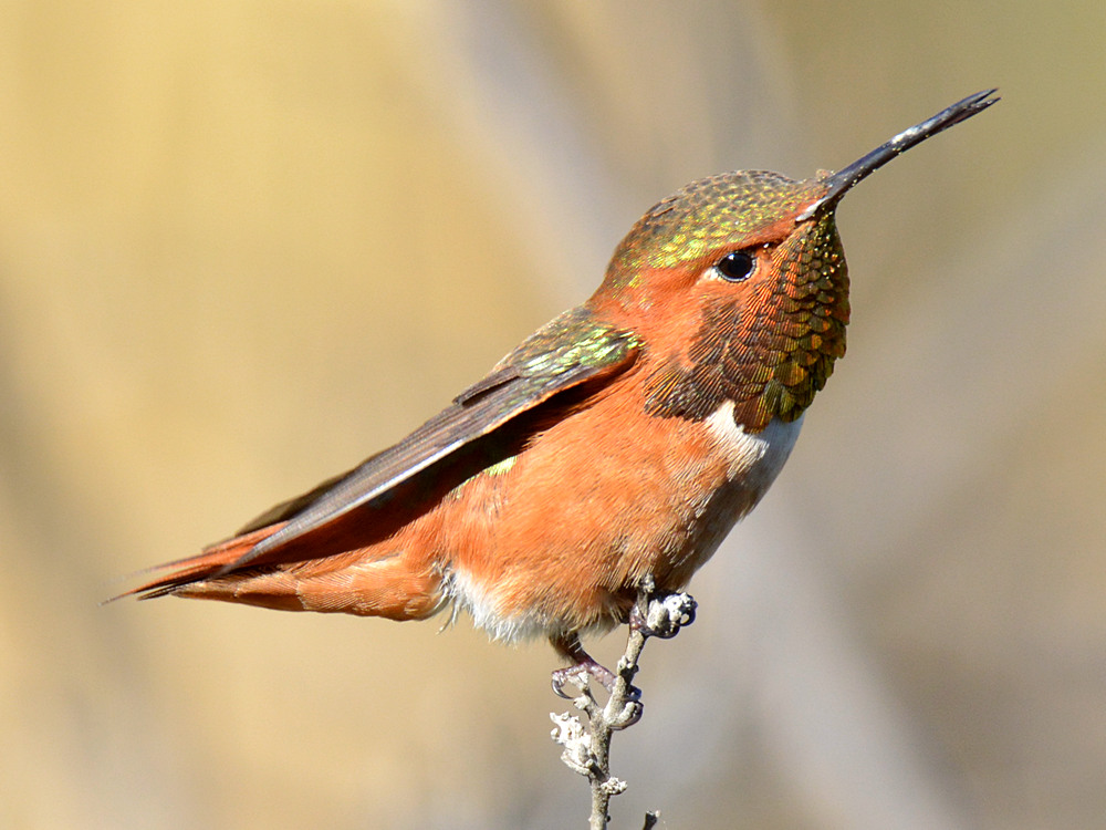 Hummer5.jpg