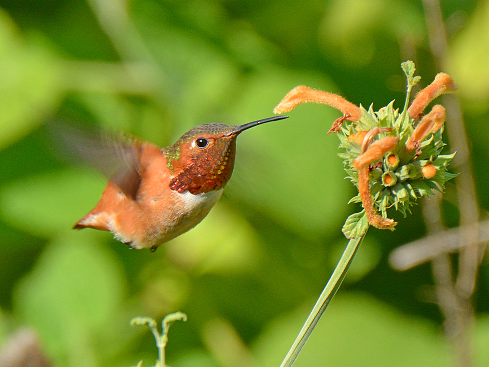 Hummer5.jpg