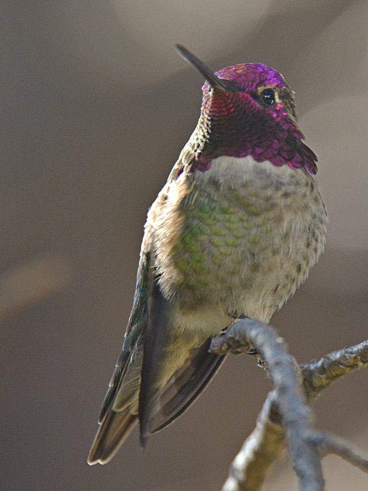 Hummer5.jpg