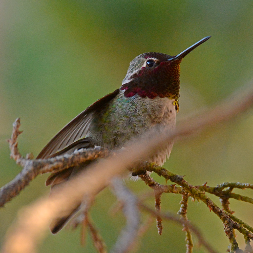 Hummer5.jpg