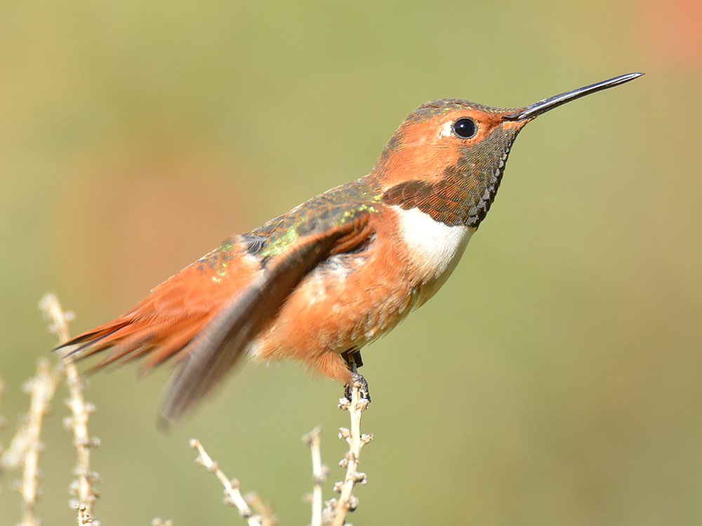 Hummer5.jpg