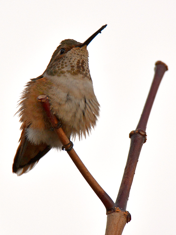 Hummer5.jpg