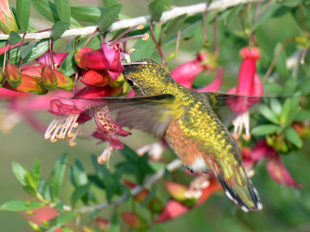 Hummer5.jpg