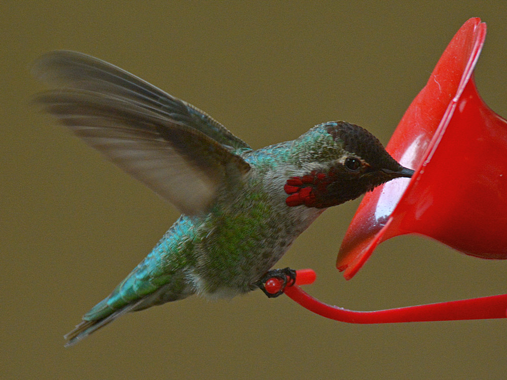Hummer5.jpg