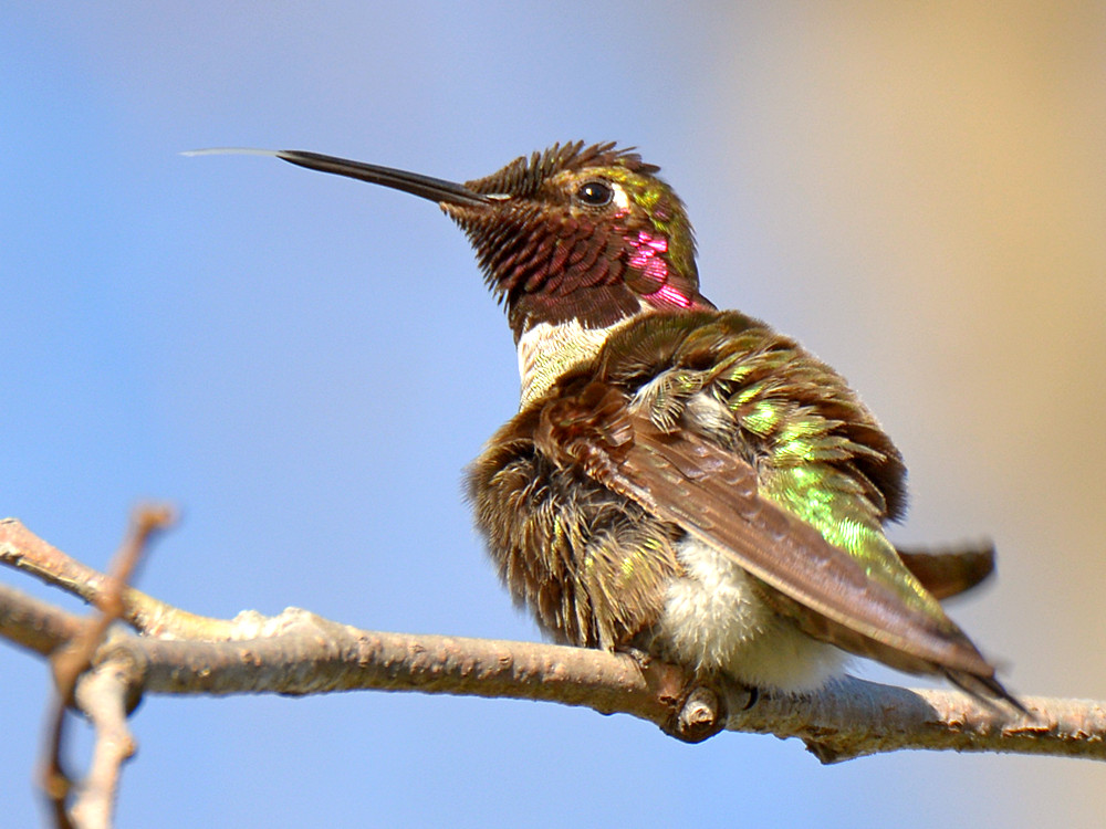 Hummer5.jpg