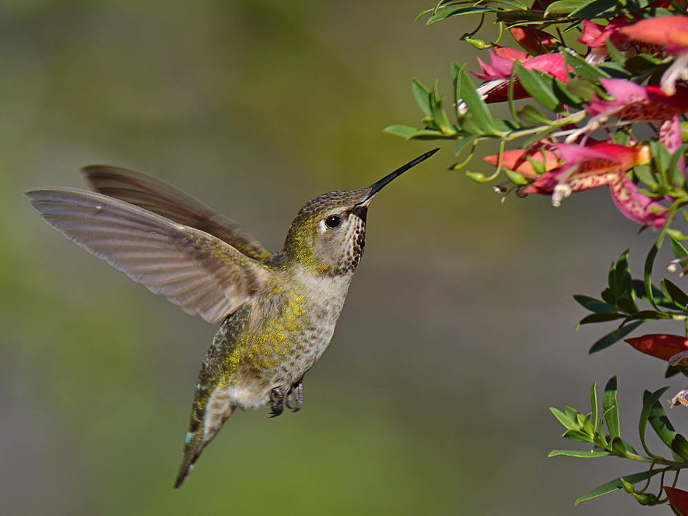 Hummer5.jpg