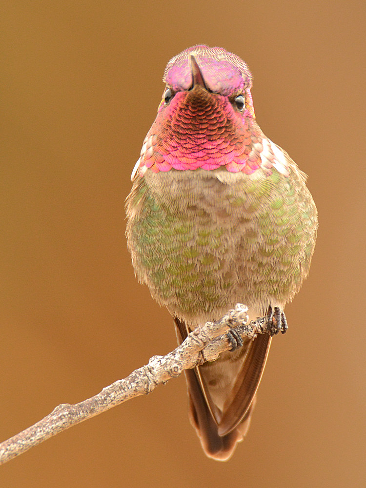 Hummer5.jpg